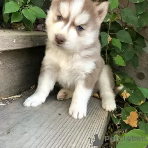 Photo №3. Reinrasige Siverian Husky-Welpen zu verkaufen. Allemagne