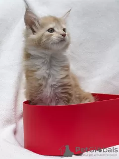 Photos supplémentaires: Maine Coon avec documents