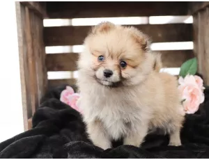 Photo №1. ragdoll - à vendre en ville de Sion | négocié | Annonce № 6397