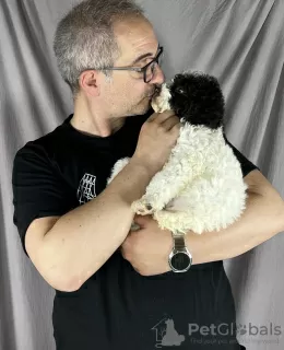 Photos supplémentaires: Lagotto Romagnolo MAGNIFIQUES chiots