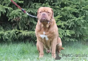 Photos supplémentaires: Chiots Dogue de Bordeaux