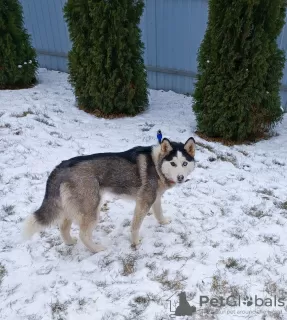 Photos supplémentaires: Chiots Husky Sibérien à vendre