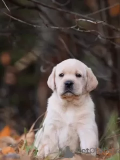 Photos supplémentaires: Labrador de l'élevage PandaBand