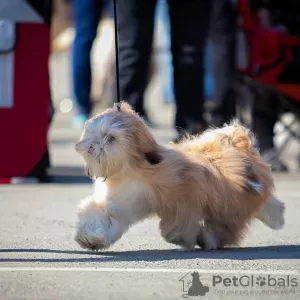 Photos supplémentaires: Chiots Lhassa apso