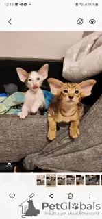 Photo №2 de l'annonce № 77492 de la vente oriental shorthair - acheter à Israël de la fourrière