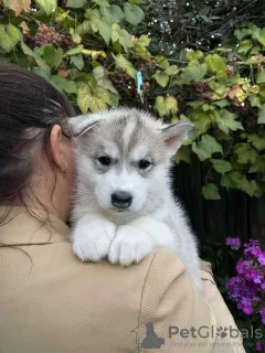 Photo №3. Chiots Husky Sibérien. Biélorussie