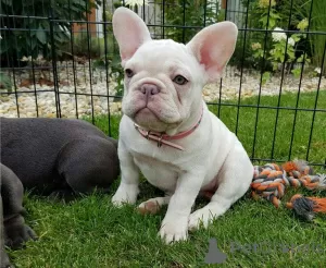 Photo №1. bouledogue - à vendre en ville de Würzburg | 404€ | Annonce №128709