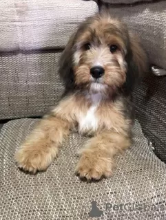 Photos supplémentaires: Bernedoodle f1