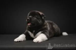 Photo №3. Chiots Akita américains à vendre. Fédération de Russie