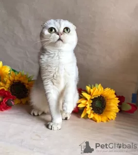 Photo №3. Chatons Scottish Fold à vendre. Fédération de Russie