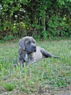 Photo №1. cane corso - à vendre en ville de Michów | 1000€ | Annonce №106781