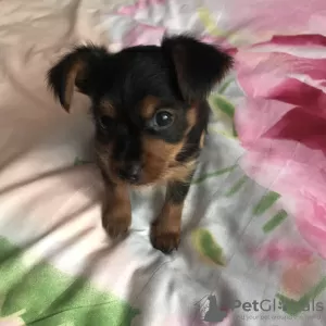 Photo №1. yorkshire terrier - à vendre en ville de Borisov | 149€ | Annonce №12100