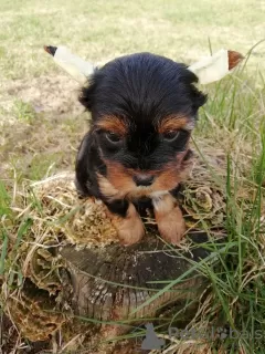 Photos supplémentaires: Chiots disponibles à la réservation