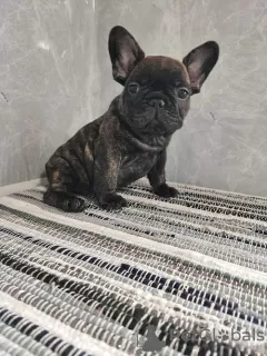 Photo №1. bouledogue - à vendre en ville de Sremska Mitrovica | négocié | Annonce №98492