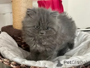 Photo №1. british shorthair - à vendre en ville de Darwin | négocié | Annonce № 9913