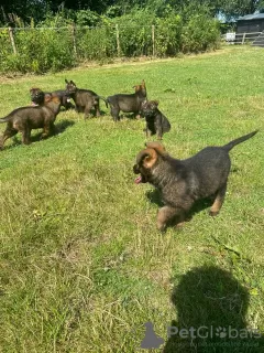 Photo №3. Magnifiques chiots berger allemand,. USA