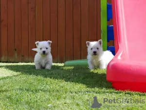 Photo №1. west highland white terrier - à vendre en ville de Vilnius | 350€ | Annonce №36074