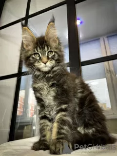 Photo №1. maine coon - à vendre en ville de Quedlinburg | 400€ | Annonce № 106949