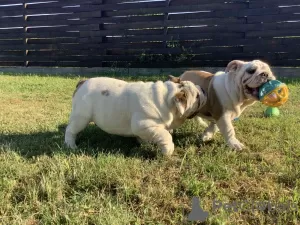 Photos supplémentaires: Belle fille, bouledogue anglais, chiot