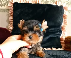 Photo №1. yorkshire terrier - à vendre en ville de Perth | 379€ | Annonce №80049