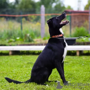 Photo №3. Je ne donnerai pour rien un chien domestique douillet. Fédération de Russie