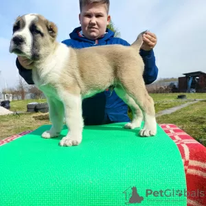 Photos supplémentaires: Chien de berger d'Asie centrale Alabai Alabai SAO