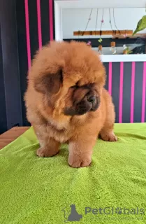 Photos supplémentaires: Chiots chow-chow