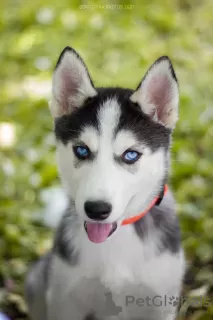 Photo №2 de l'annonce № 10498 de la vente husky de sibérie - acheter à Ukraine de la fourrière