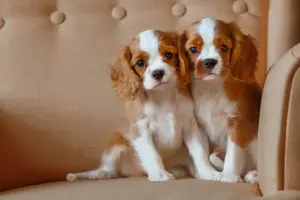 Photo №1. cavalier king charles spaniel - à vendre en ville de Kolchugino | 1000€ | Annonce №1441