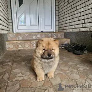 Photos supplémentaires: Chow-chow mâle