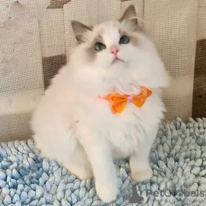 Photo №1. ragdoll - à vendre en ville de Munich | négocié | Annonce № 129840