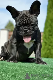 Photos supplémentaires: Chiots bouledogue français