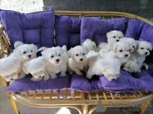 Photo №1. bichon maltais - à vendre en ville de Boise | négocié | Annonce №12073