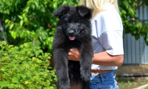 Photo №3. Chiots berger allemand, fille et garçon, avec documents, stigmatisation, vidéo,. Ukraine