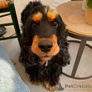 Photo №1. cocker spaniel anglais - à vendre en ville de Sofia | 320€ | Annonce №78619