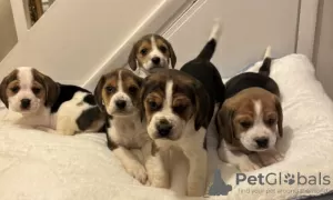 Photo №4. Je vais vendre beagle en ville de Munich. annonce privée - prix - 1000€