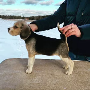 Photo №1. beagle - à vendre en ville de Ramenskoye | 577€ | Annonce №5088