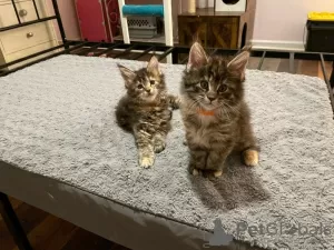 Photo №1. maine coon - à vendre en ville de Charleroi | Gratuit | Annonce № 127870