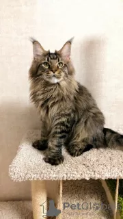 Photo №2 de l'annonce № 23866 de la vente maine coon - acheter à Fédération de Russie de la fourrière