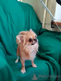 Photo №1. chihuahua - à vendre en ville de Хаапсалу | 1350€ | Annonce №20398