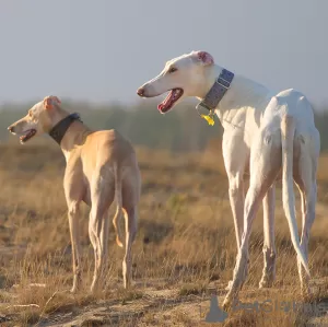 Photo №4. Je vais vendre lévrier greyhound en ville de Birmingham. annonce privée, éleveur - prix - 1900€