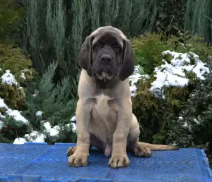 Photo №1. mastiff - à vendre en ville de Zaporijia | Négocié | Annonce №4205