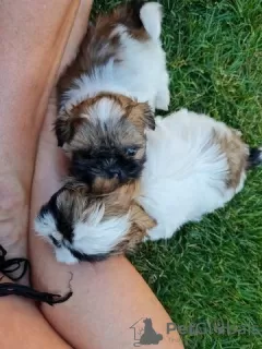 Photo №2 de l'annonce № 130195 de la vente shih tzu - acheter à Allemagne annonce privée