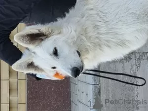 Photo №1. berger blanc suisse - à vendre en ville de Paris | 2000€ | Annonce №10519