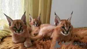 Photos supplémentaires: magnifique chatons caracal , serval et savannah disponibles