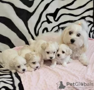 Photo №1. bichon maltais - à vendre en ville de Minneapolis | 246€ | Annonce №82304