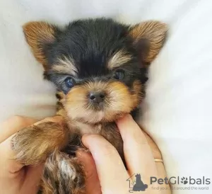 Photo №2 de l'annonce № 95717 de la vente yorkshire terrier - acheter à Allemagne annonce privée