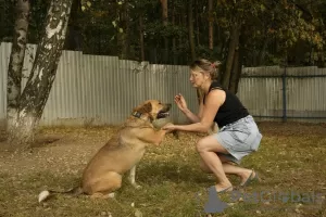 Photo №3. Le sympathique chien de compagnie Tengri est à la recherche d'un foyer !. Fédération de Russie