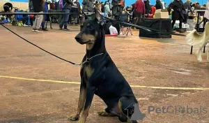 Photos supplémentaires: pinscher allemand