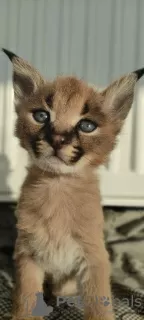 Photos supplémentaires: Chatons caracal